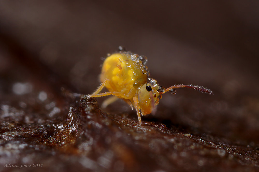 Dicyrtomina minuta