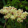 Eriogonum species (flavum?)