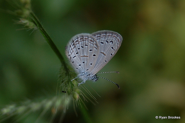 20071013-0277 Tiny Grass Blue