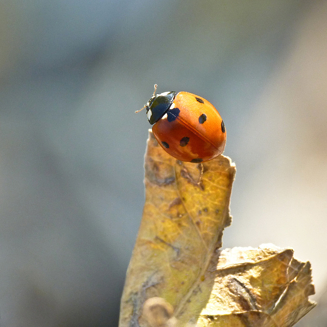 Ladybug, ladybug, fly away home ...