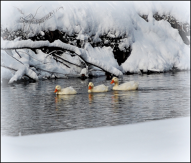 Escorted