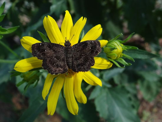 Common Sootywing Butterfly on Sunflower