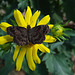 Common Sootywing Butterfly on Sunflower