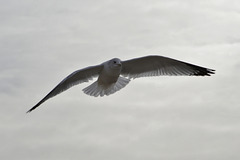 Seagull You Fly