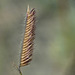 Blue Grama / Bouteloua gracilis