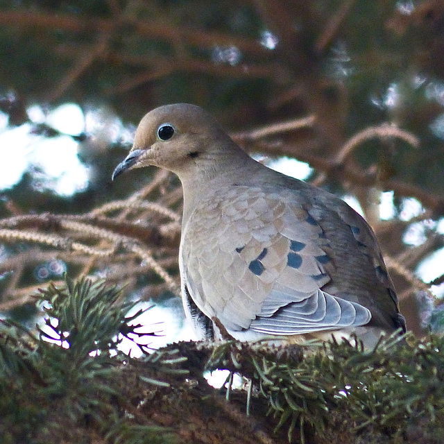 Mourning Dove