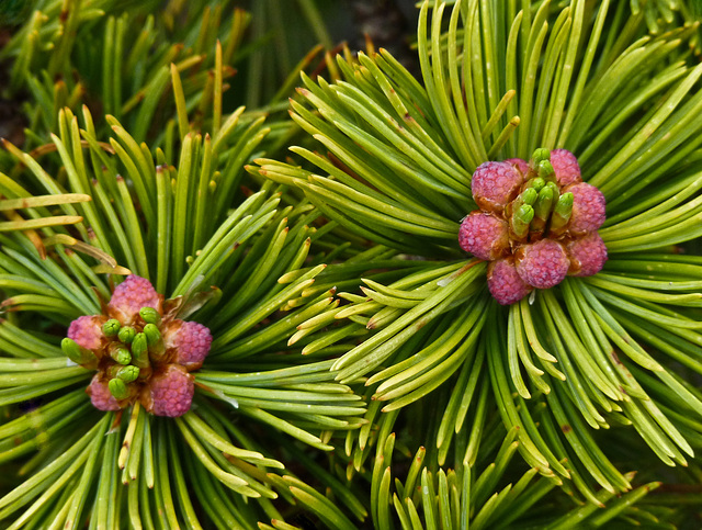 Male flowers of the Limber Pine