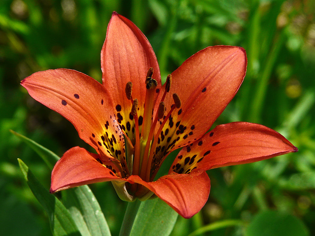 Western Wood Lily