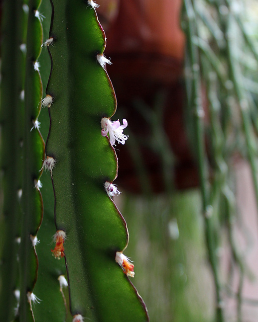 Rhipsalis cruciforme  (5)