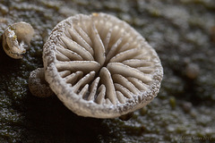 Tiny fungus on rotting wood