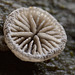 Tiny fungus on rotting wood