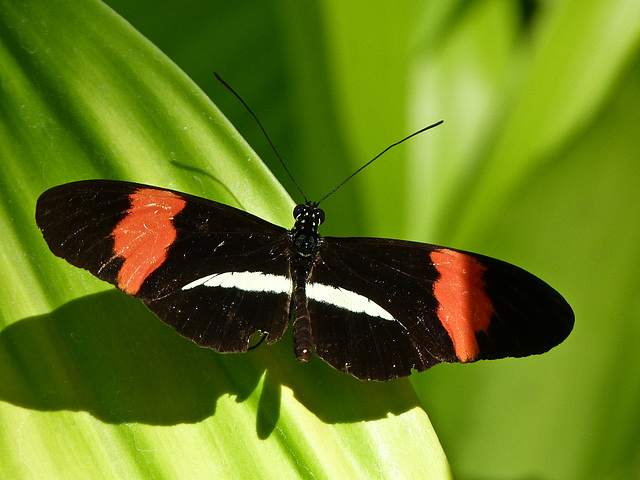 Small Postman / Heliconius erato