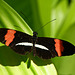 Small Postman / Heliconius erato