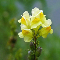 Butter-and-eggs / Linaria vulgaris