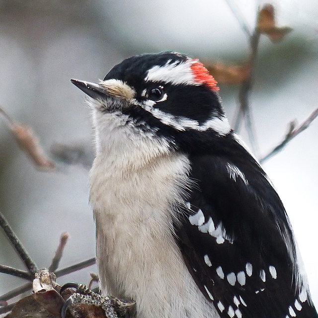 Downy Woodpecker male