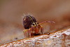 Dicyrtomina ornata