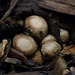 Bird's-nest Fungi