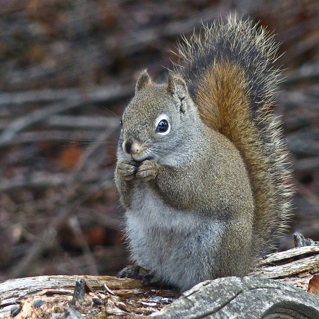 Little seed muncher