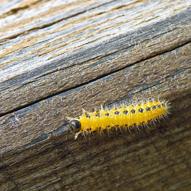 Sawfly larva / Trichiocampus viminalis