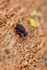 Sminthurinus niger, a tiny Globular Springtail.