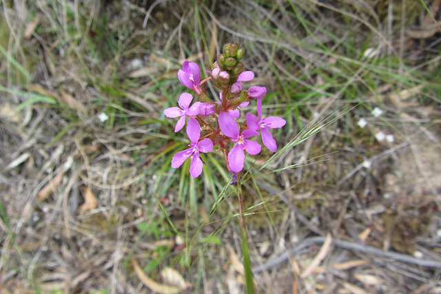 Grass Triggerplant, Blue Mountains near Sydney, 10 Jan 2012