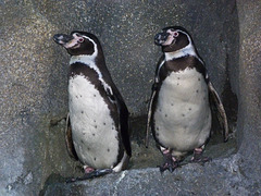 Humboldt Penguins