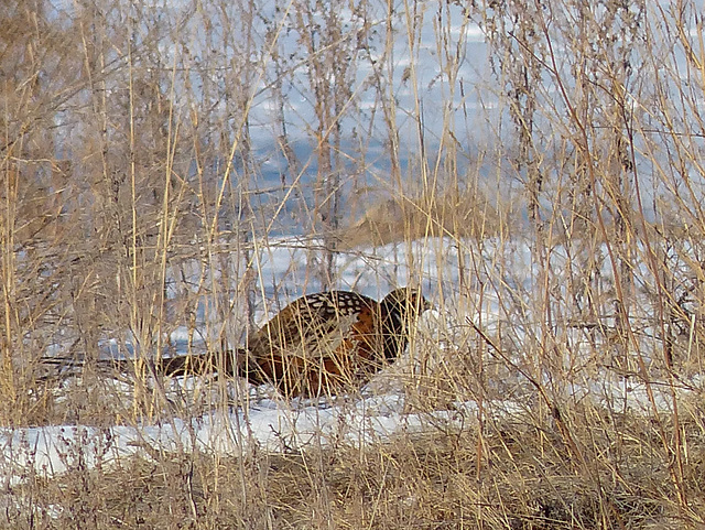 Glimpse of a distant Pheasant