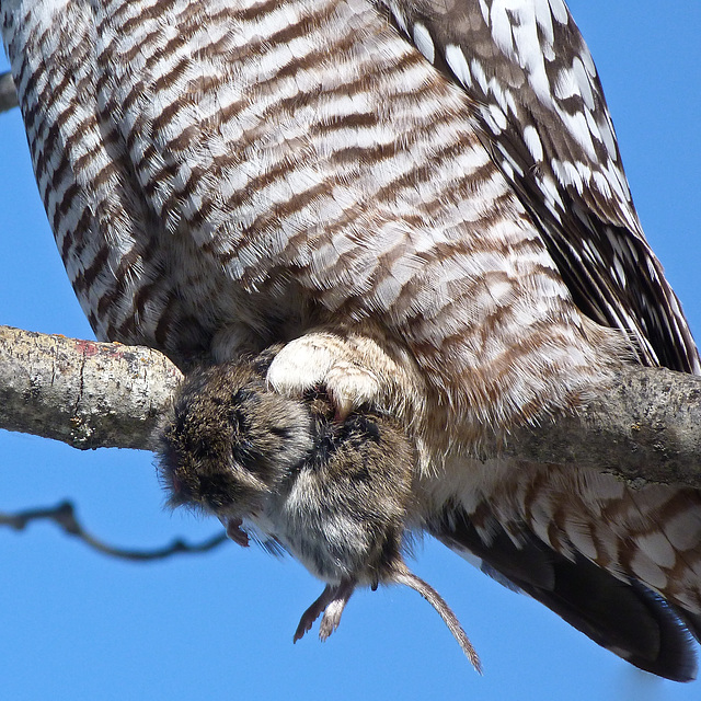 Snack time, owl style