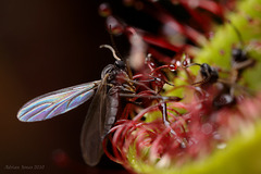 A Sciarid Fly falls prey to a Drosera plant.