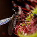 A Sciarid Fly falls prey to a Drosera plant.