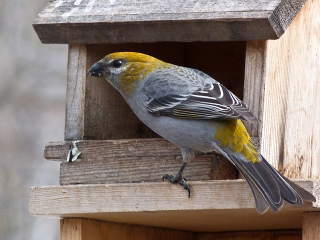 Raiding the feeder