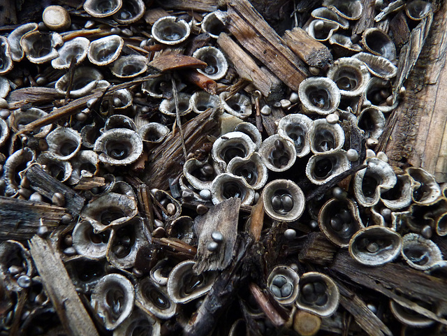 Bird's-nest Fungi by the hundreds