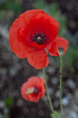 Poppy Family