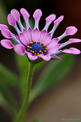 Osteospermum