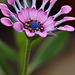 Osteospermum