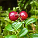 Mountain Cranberry / Vaccinium vitis-idaea