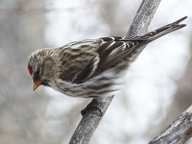 Common Redpoll