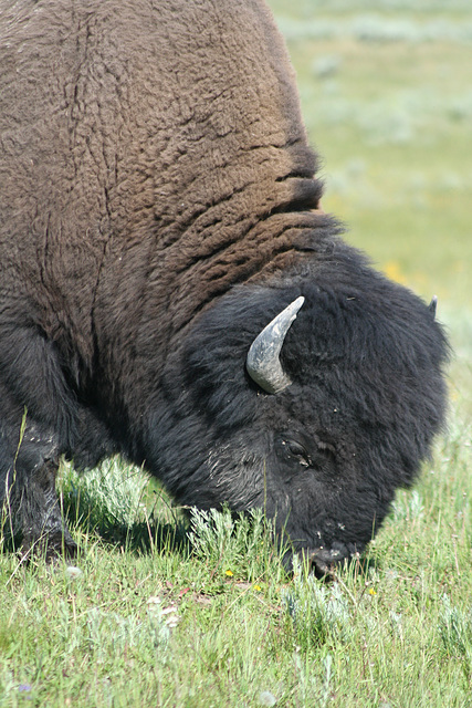 American Bison