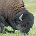 American Bison