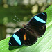 Archduke butterfly / Lexias paradalis