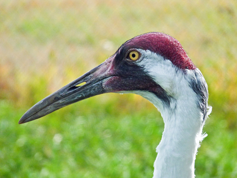 Whooping Crane / Grus americana