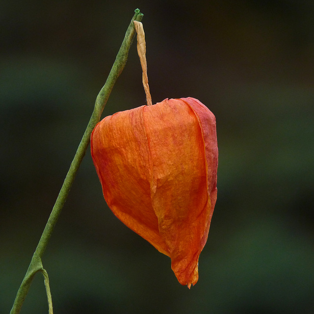 Chinese Lantern