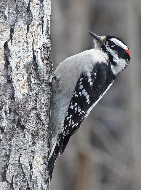 Downy Woodpecker