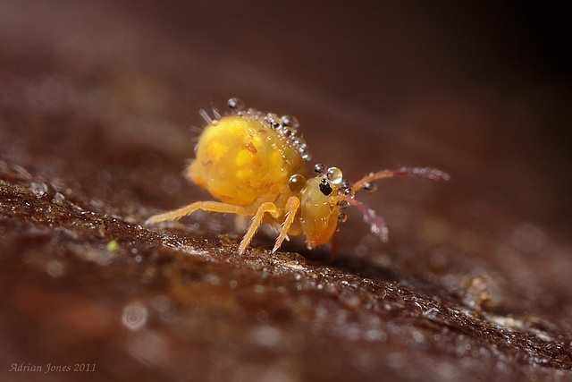 Dicyrtomina minuta