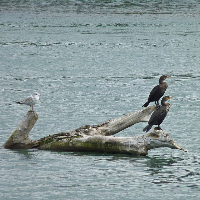 Double-crested Cormorants and a Gull