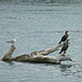 Double-crested Cormorants and a Gull