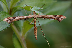 Plume Moth. Amblyptilia acanthadactyla