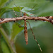 Plume Moth. Amblyptilia acanthadactyla