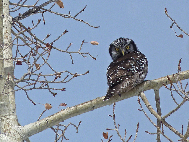 The backward glance