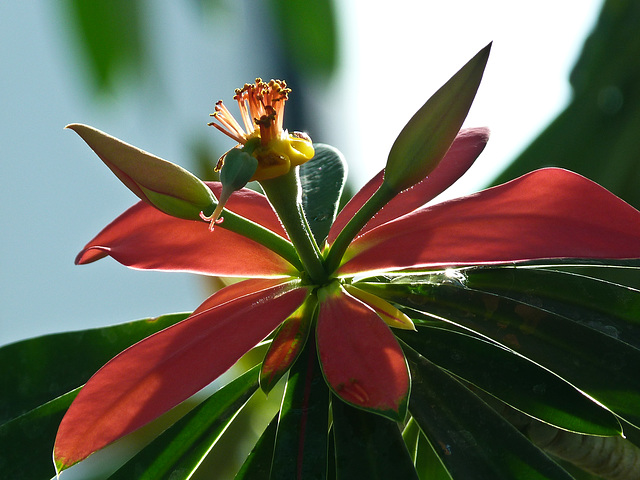 Jamaican Poinsettia / Euphorbia punicea